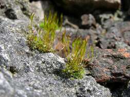 Image of tortula moss