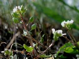 Image of scurvygrass