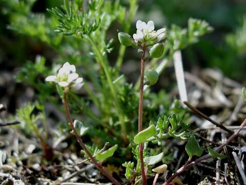 Image of scurvygrass