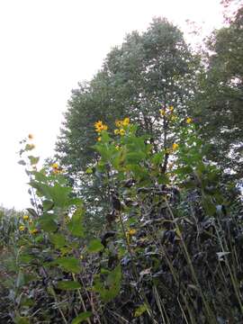 Image of Jerusalem artichoke