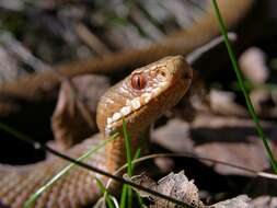 Image of Vipers