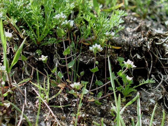 Image of scurvygrass