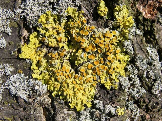 Image of orange wall lichen