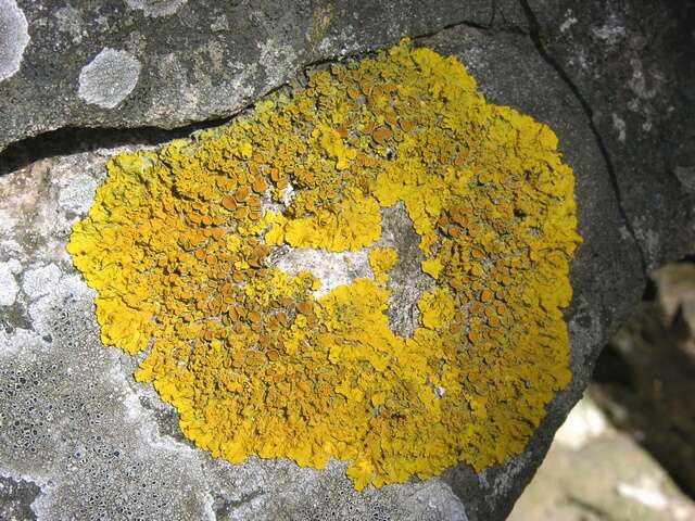 Image of orange wall lichen