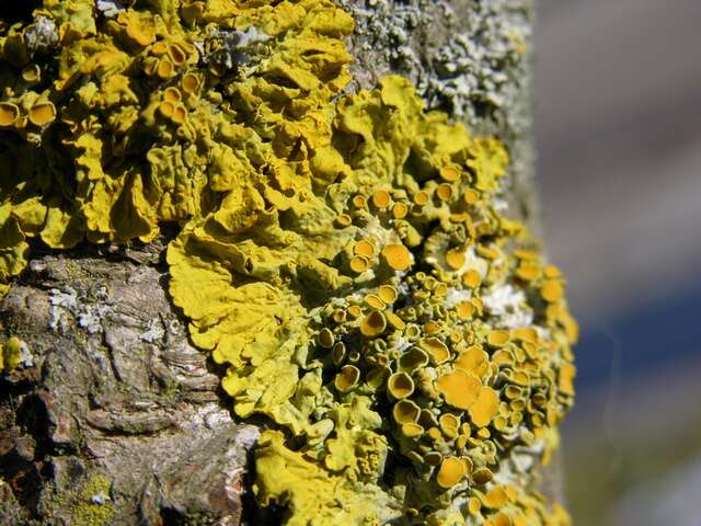 Image of orange wall lichen