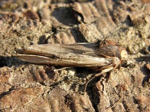 Image of Swordgrass Moths