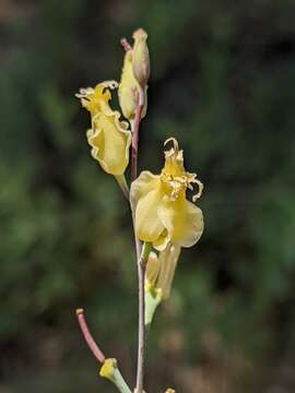 Image of Laguna Mountain jewelflower