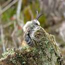 Image of Ashy Mining Bee