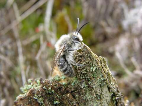 Image de Andrena Fabricius 1775