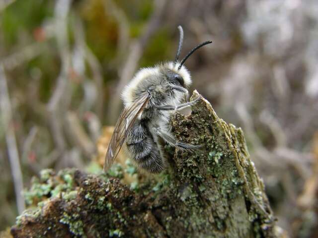 Image of digger bees
