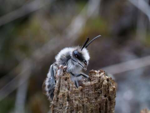 Image de Andrena Fabricius 1775