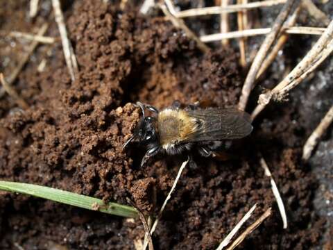 Andrena Fabricius 1775 resmi