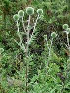 Image of globethistle