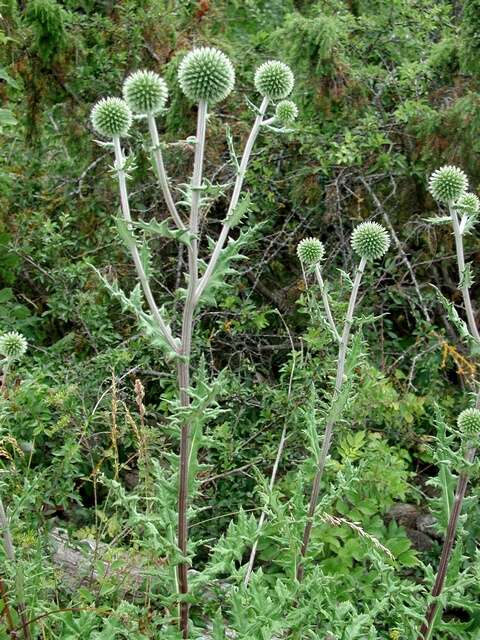 Image of globethistle