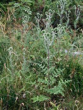 Image of globethistle