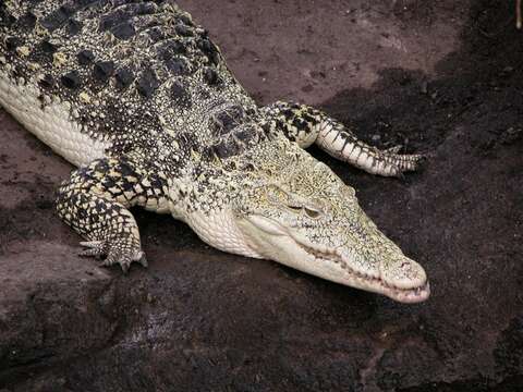 Image of Crocodylus