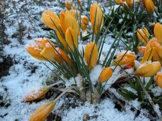 صورة <i>Crocus crysanthus</i>