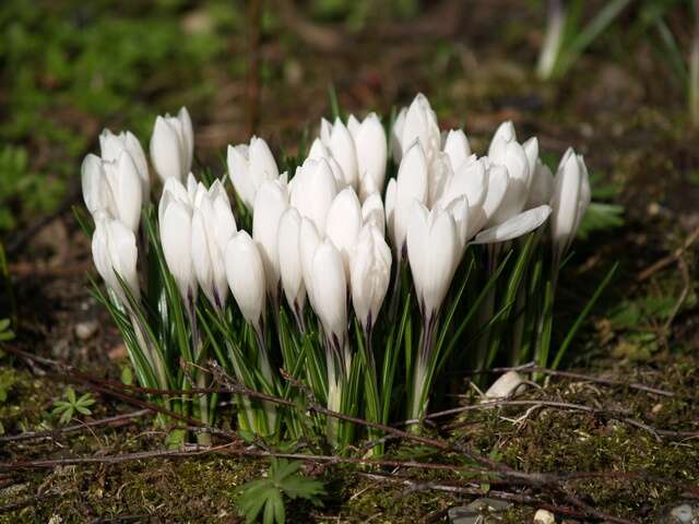 صورة <i>Crocus crysanthus</i>