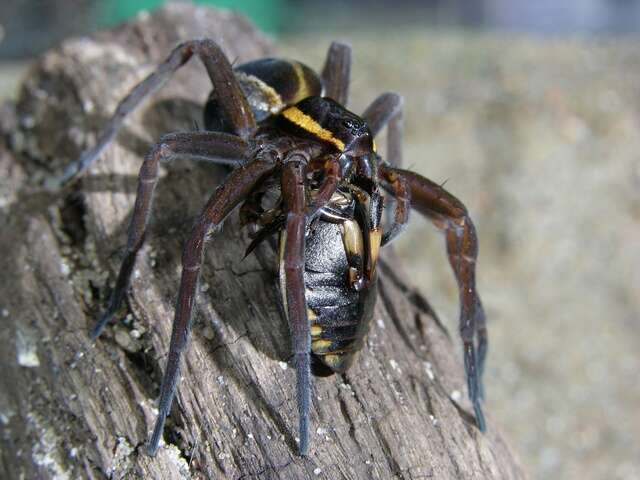 Image of Fishing Spiders