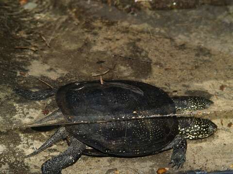 Image of Black-breasted Leaf Turtle