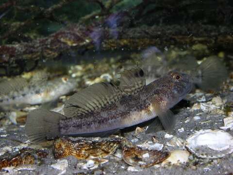 Image of goby