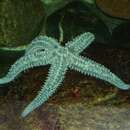 Image of spiny starfish