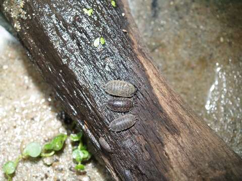 Image of Porcellio Latreille 1804