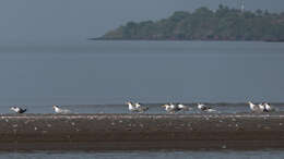 Image of Lesser Crested Tern