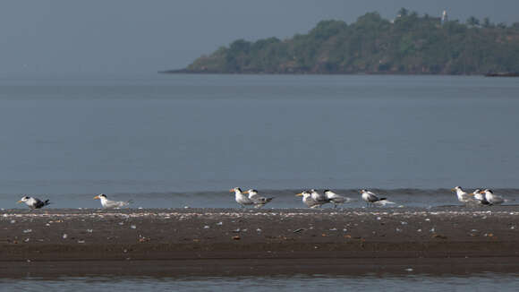 Image of Lesser Crested Tern