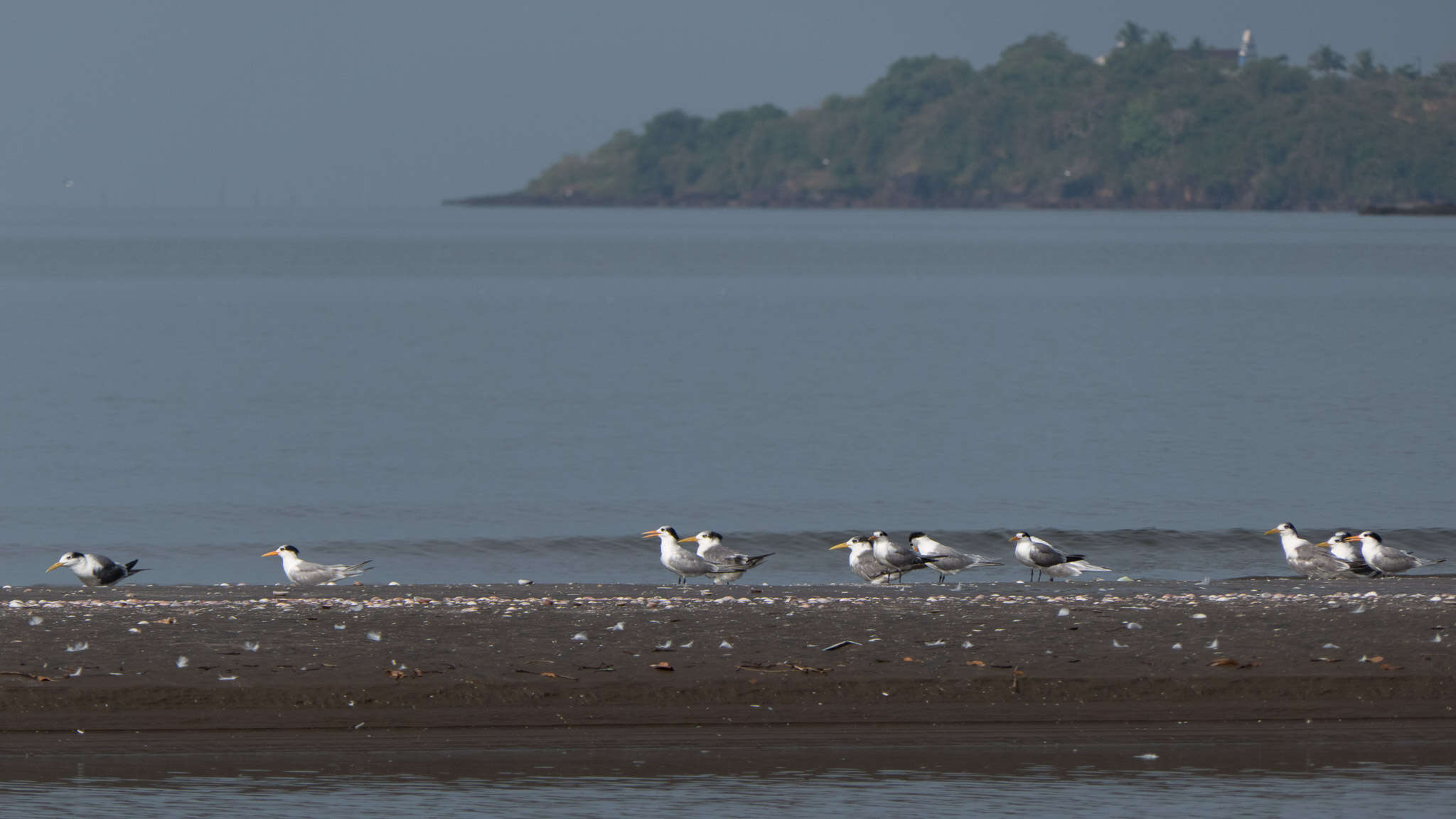 Image of Lesser Crested Tern