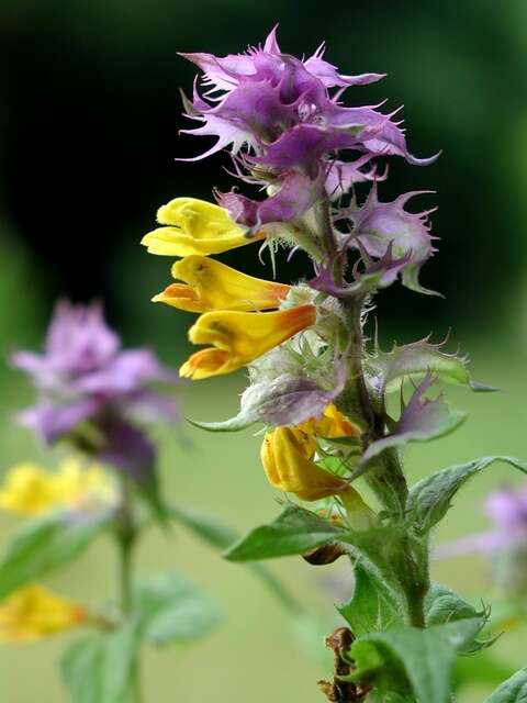 Слика од Melampyrum nemorosum L.