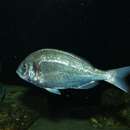 Image of Gilt-head Seabream