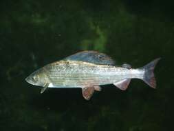 Image of grayling