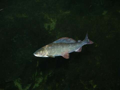 Image of grayling