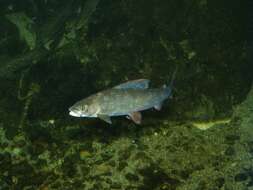 Image of grayling