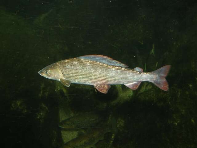 Image of grayling