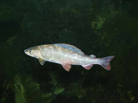 Image of grayling