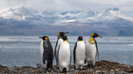 Image of King Penguin