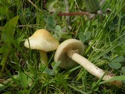 Image de Agrocybe