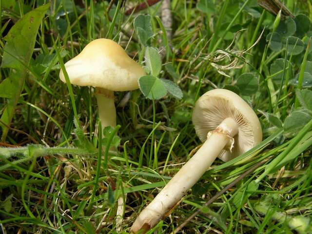 Image of Agrocybe