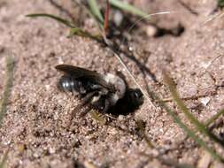 Image of digger bees