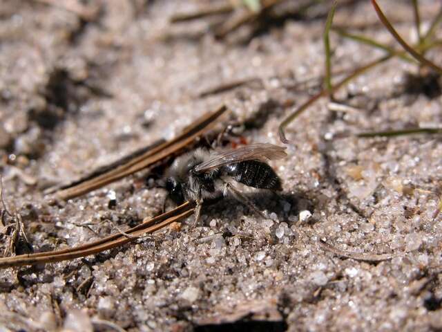 Image of digger bees