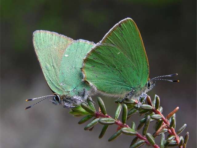 Image of Callophrys