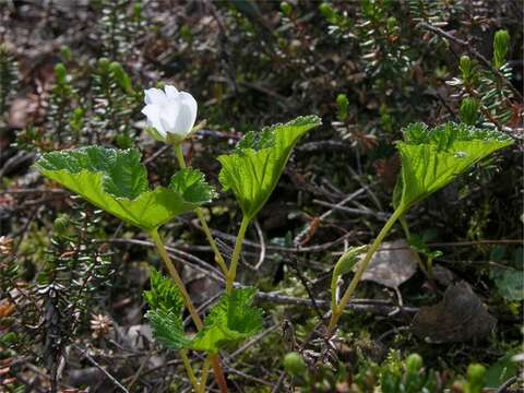 Rubus resmi