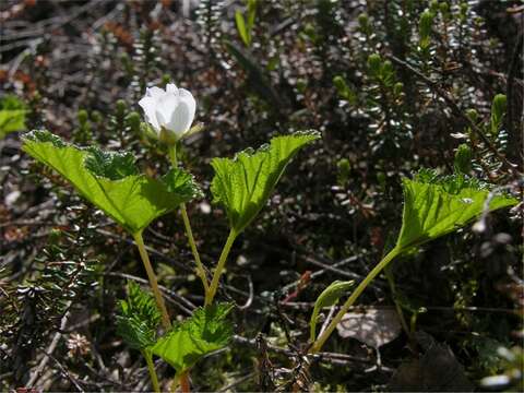 Rubus resmi