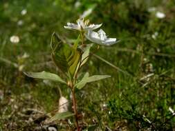 Image of <i>Trientalis europaea</i>