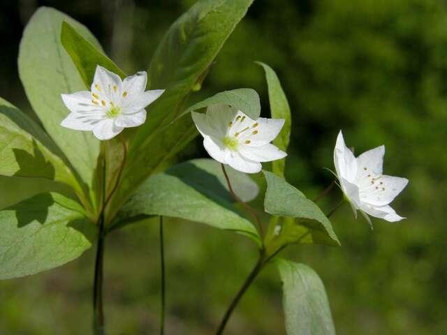 Image of <i>Trientalis europaea</i>