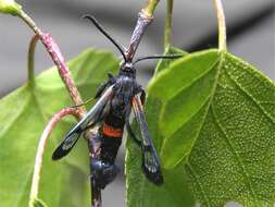 Image of <i>Synanthedon culiciformis</i>