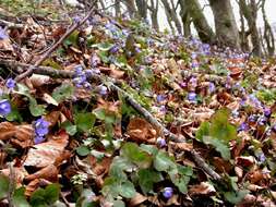 Image of hepatica