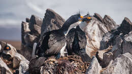 Image of Kerguelen Shag